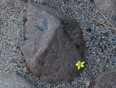 kiven kukka